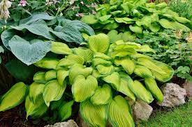 hosta à feuillage vert